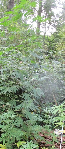 Indicas August3