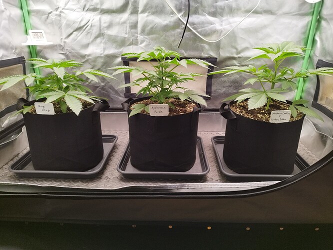 Growreport Bild 2