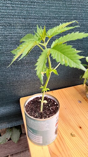 Growreport Bild 11