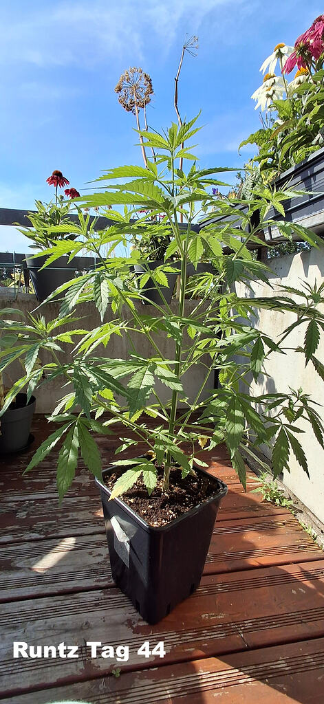 Girl Scout Cookies/autoflower - Wachstum gehemmt Teil 02