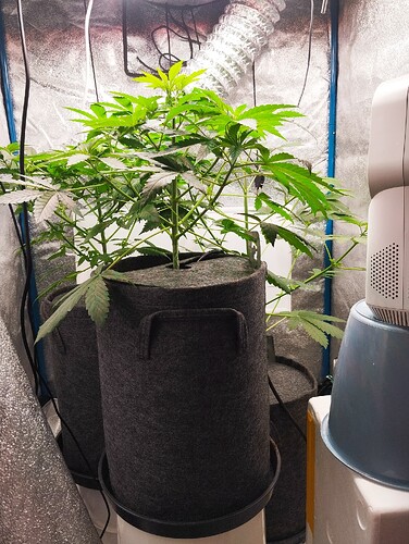 Growreport Bild 2