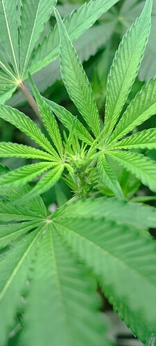 Growreport Bild 3