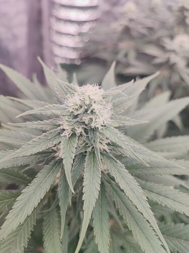 Growreport Bild 56