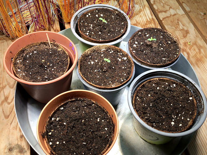 Grow26070902
