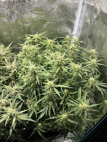 Growreport Bild 5