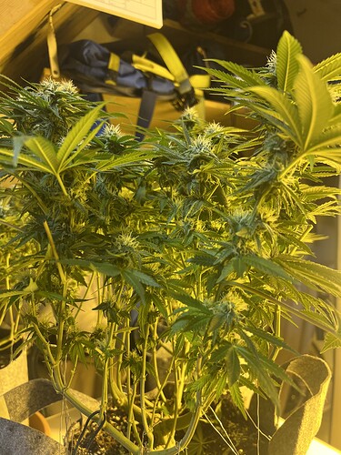 Growreport Bild 3