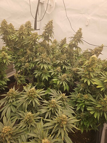 Growreport Bild 1