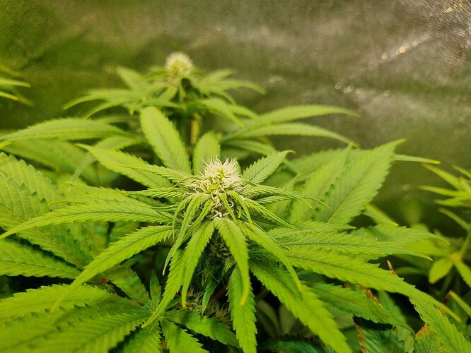 Nahaufnahme einer jungen Cannabis-Pflanze in der Blütephase mit mehreren sich entwickelnden Blütenständen und breiten, grünen Blättern.