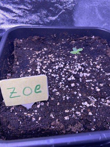 Growreport Bild 5