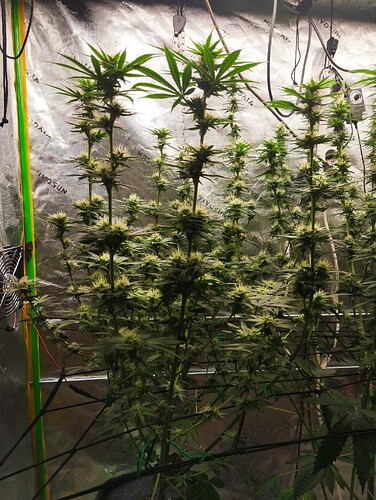 Growreport Bild 2