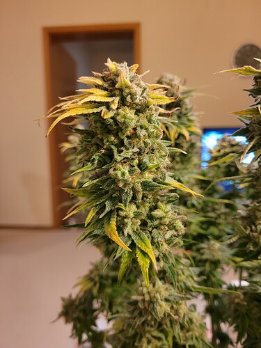 Growreport Bild 3