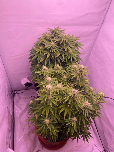 Growreport Bild 7