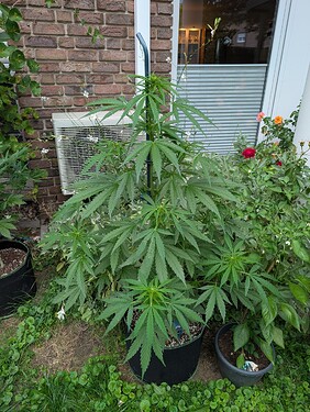 Growreport Bild 4