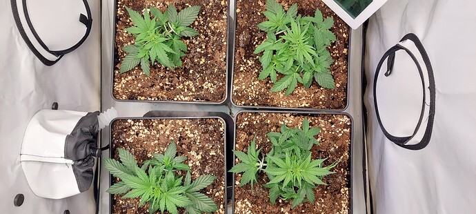 Growreport Bild 3