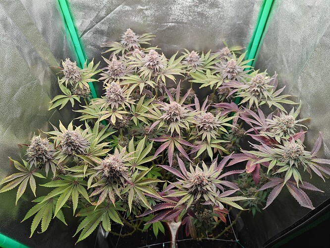 Growreport Bild 7
