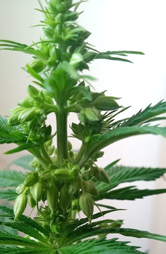 Growreport Bild 25
