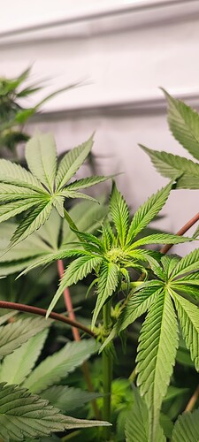 Growreport Bild 7