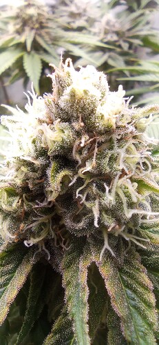 IMG_20240206_140137_1