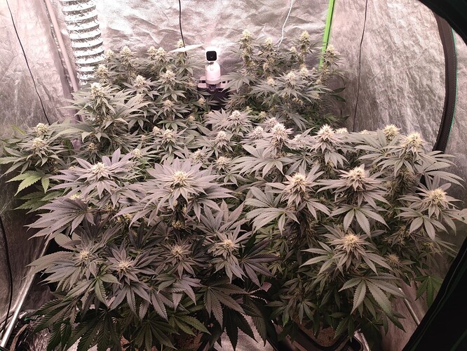 Growreport Bild 94