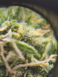 Growreport Bild 25
