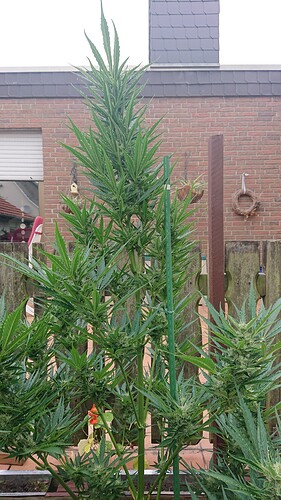 Growreport Bild 28