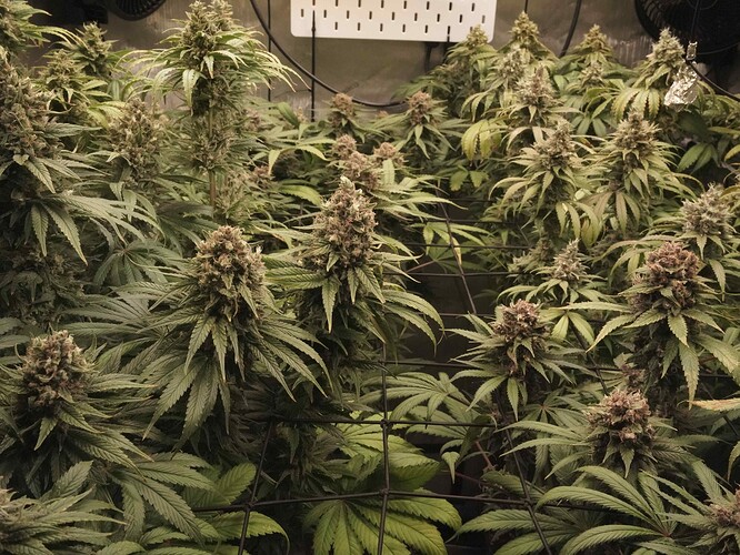Growreport Bild 15
