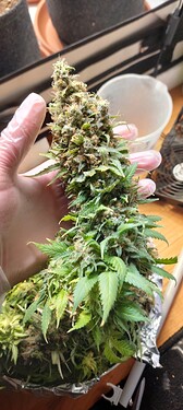 Growreport Bild 6