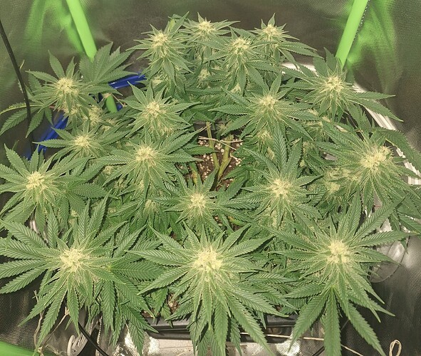 Growreport Bild 8