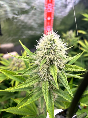 Growreport Bild 17
