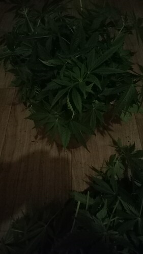 Growreport Bild 44
