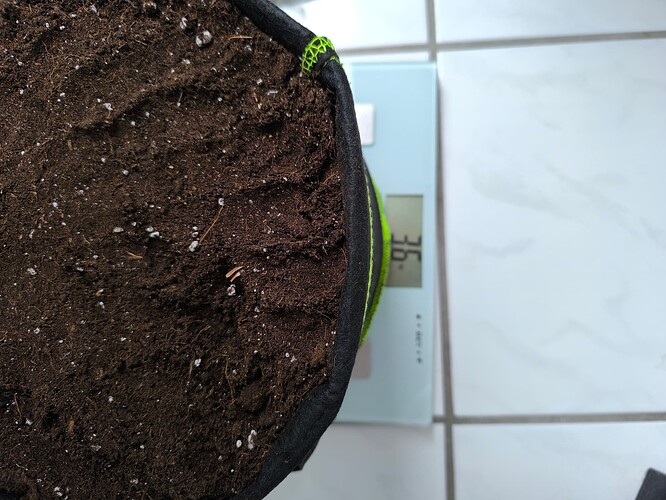 Growreport Bild 31