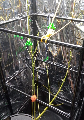Growreport Bild 5