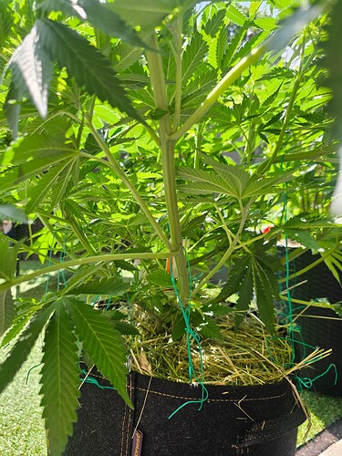 Growreport Bild 8