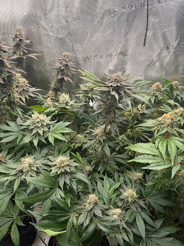 Growreport Bild 2