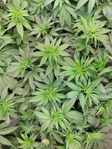 Growreport Bild 9