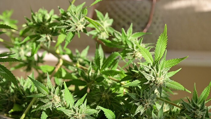 Growreport Bild 5