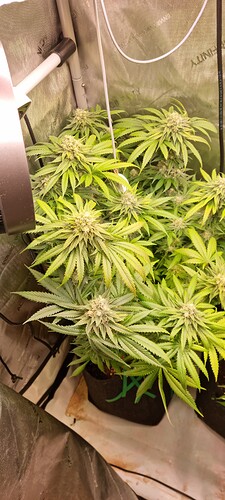 Growreport Bild 27