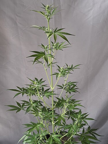 Growreport Bild 166