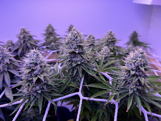 Nahaufnahme von Cannabis-Blüten in der späten Blütephase, die durch ein Scrog-Netz wachsen.
