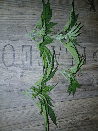 Growreport Bild 4