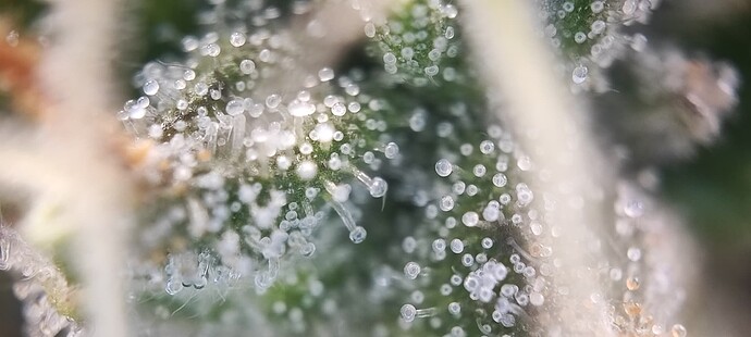 Growreport Bild 6