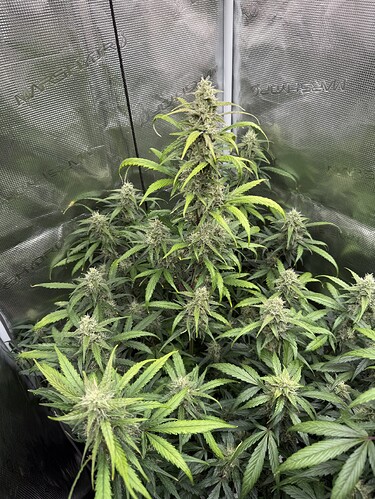 Growreport Bild 25