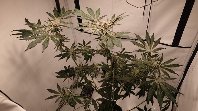 Growreport Bild 1