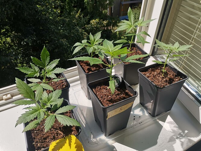 Green Gelato outdoor 2024 (3)