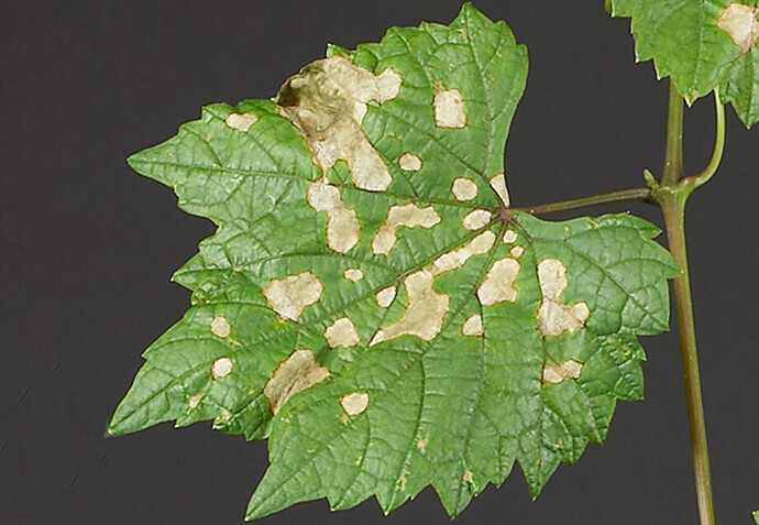 Guignardia_bidwellii_12