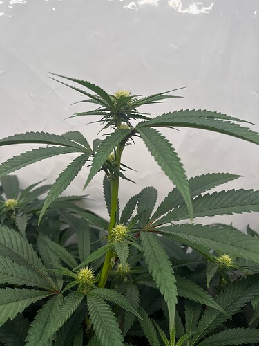 Growreport Bild 6
