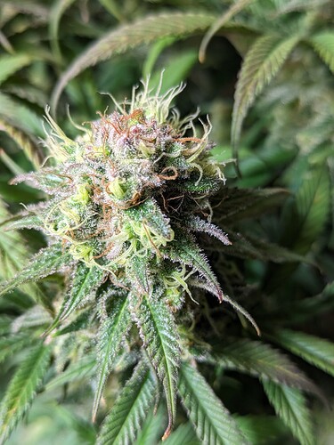 PXL_20240222_194226232.PORTRAIT.ORIGINAL