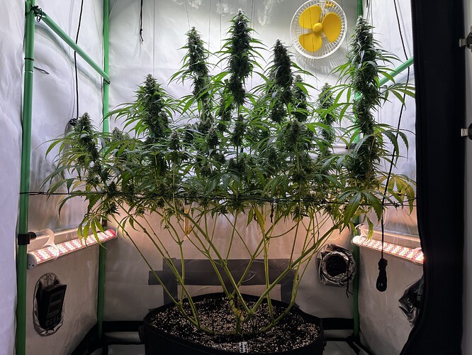 Growreport Bild 2