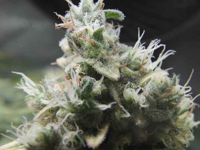 Growreport Bild 6