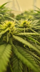 Growreport Bild 66